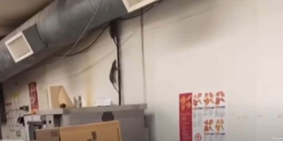 Ratos em cozinha do Popeyes, nos Estados Unidos (Foto: Reprodução / YouTube)