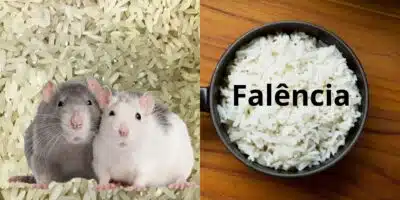 Marcas de arroz com presença de ratos e falência (Reprodução: Montagem TV Foco)
