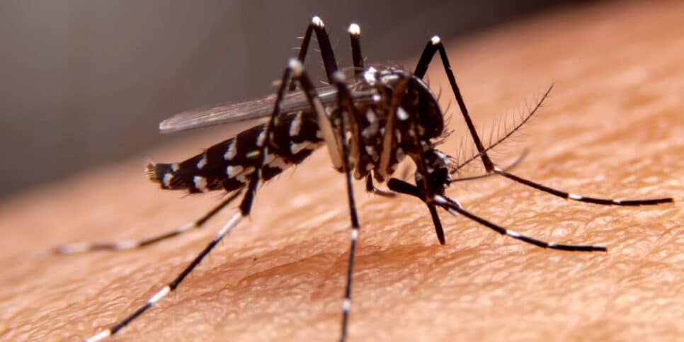 Dengue