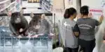 Anvisa autua contra mercado e fábrica por conta de ratos (Reprodução: Montagem TV Foco)
