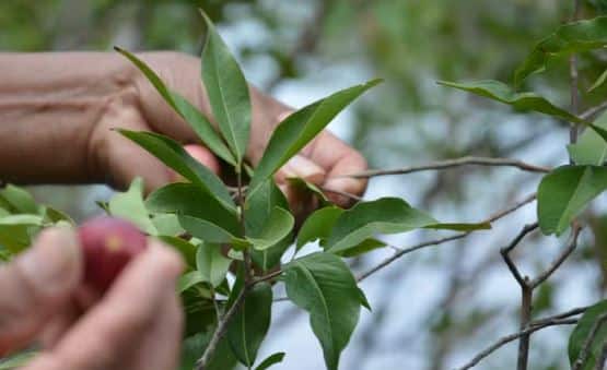 Camu-Camu é uma fruta originária da Amazônia (Foto Reprodução/Globo)