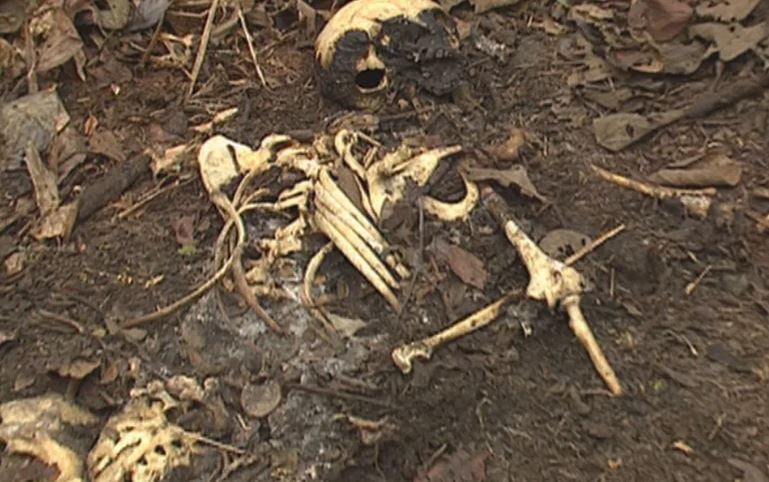 Ossada de uma das vítimas de Francisco de Assis (Foto Reprodução/Arquivo Globo/G1)