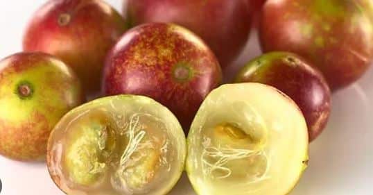 Camu-Camu é rica em vitamina C e em colágeno (Foto Reprodução/Globo)