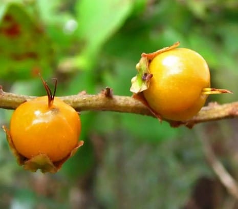 Fruta murici acaba com as rugas (Foto: Reprodução / Canva)