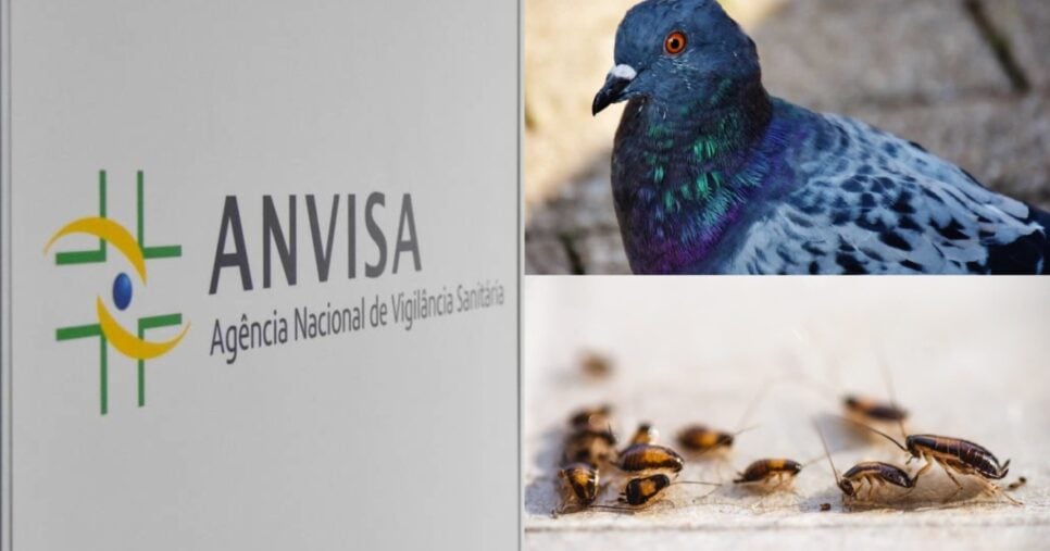 Barata, pombo e +: A interdição da Anvisa contra restaurante n°1 (Foto: Reprodução/ Internet)