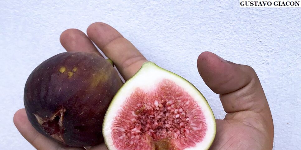 A melhor maneira de consumir o figo é innatura (Foto: Reprodução/Internet)