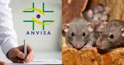 Pelo de rato em chá e+: Anvisa traz confirmação sobre 3 populares (Foto: Reprodução/ Internet)