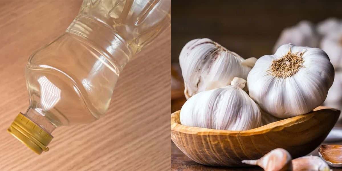 Vinagre e alho são os principais ingredientes dessa receita (Reprodução: Montagem TV Foco)