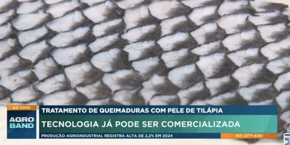 Pele de tilápia (Foto: Reprodução / Band)
