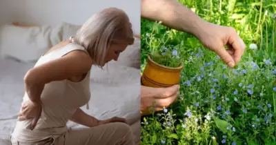 Para nunca mais sofrer com osteoporose: Planta popular traz cálcio mais potente aos ossos das 60+