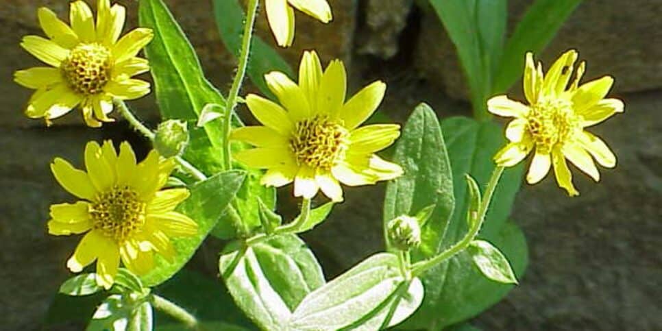Arnica é uma planta com flores amarelas (Reprodução: Canva)