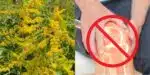 Planta natural para combater dores nas articulações e hemorroidas (Reprodução: Montagem TV Foco)