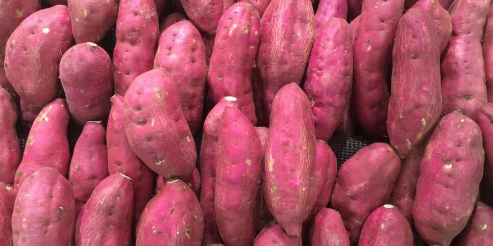 Batata-doce