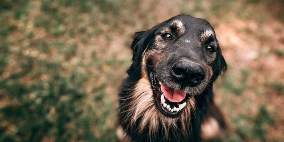 Cachorro (Foto: Canva)