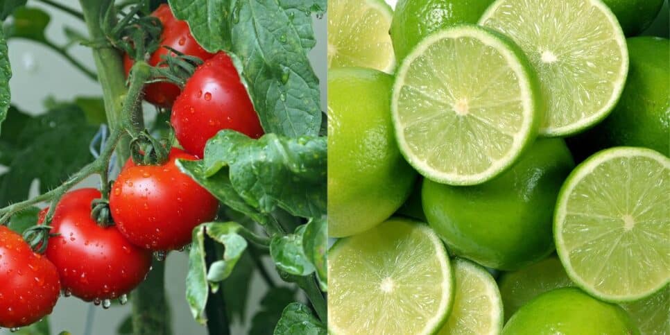 Tomate e limão ajudam a acabar com as olheiras (Reprodução: Montagem TV Foco)