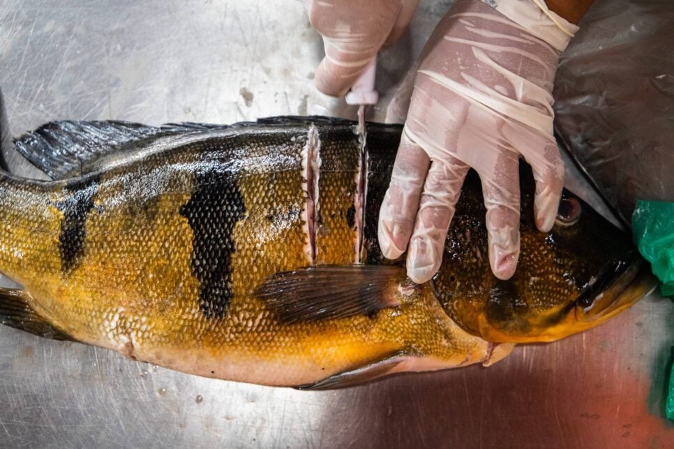É preciso se manter em alerta quanto aos peixes comercializados (Foto Reprodução/Montagem/Tv Foco/Canva)