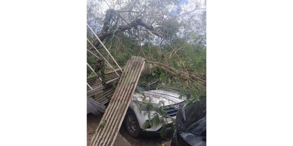 Árvore cai em carros (Foto: Reprodução / TV Jornal)