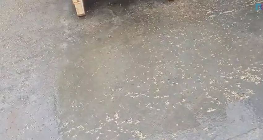 Chão cheio de larvas em fábrica de farinha de peixe (Foto Reprodução/NDTV)