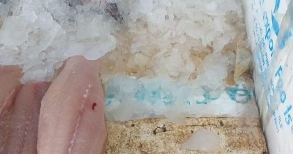 Peixes armazenados de forma incorreta (Foto Reprodução/Prefeitura do Rio das Ostras)
