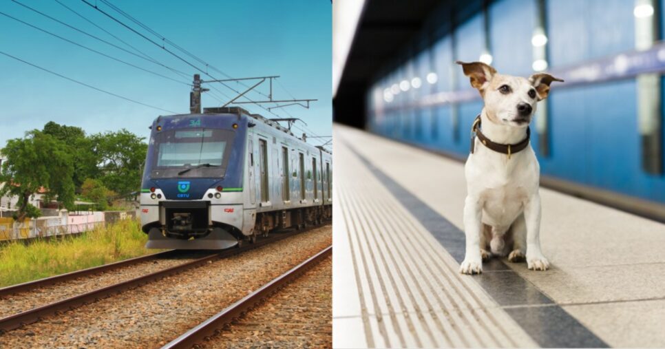 Transporte de animais no metrô de Recife, Pernambuco - Foto: Montagem