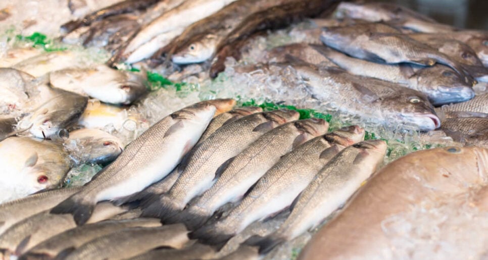 Estudo revelou alta concentração de peixe com contaminação de mercúrio em São Luís do Maranhão (MA) (Foto Reprodução/Internet)