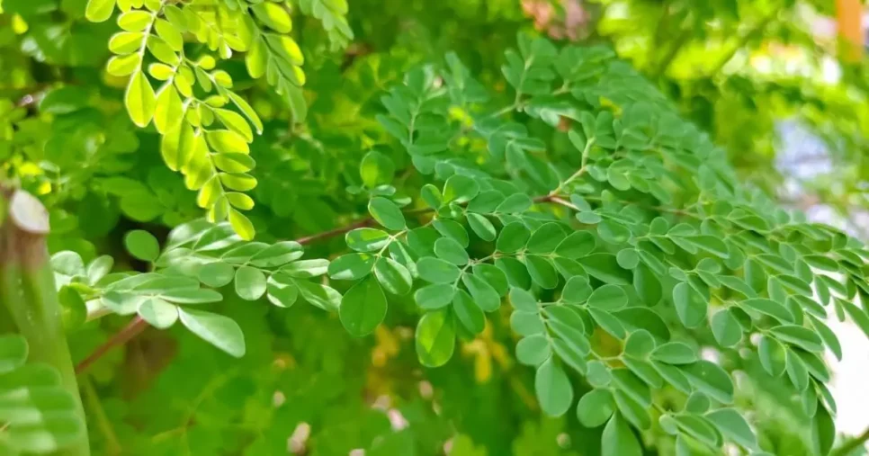Moringa - Foto: Internet
