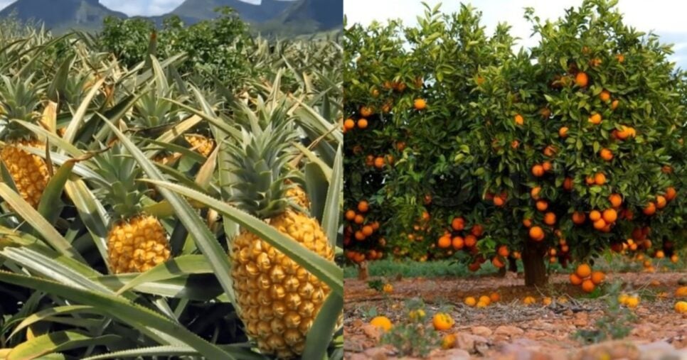 Abacaxi e laranja (Foto: Reprodução/ Internet)