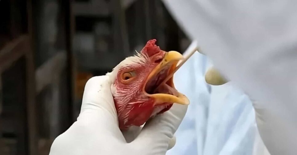 Gripe aviária em granja preocupa e aciona alerta da ANVISA (Foto Reprodução/Internet)