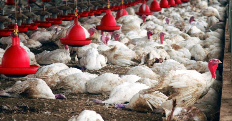Situação atinge milhares de aves em Granja na região do Sul do país (Foto Reprodução/CNN)