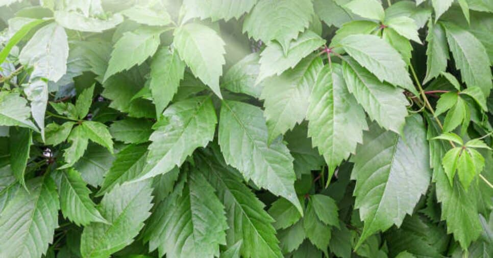 Planta Gynostemma pentaphyllum