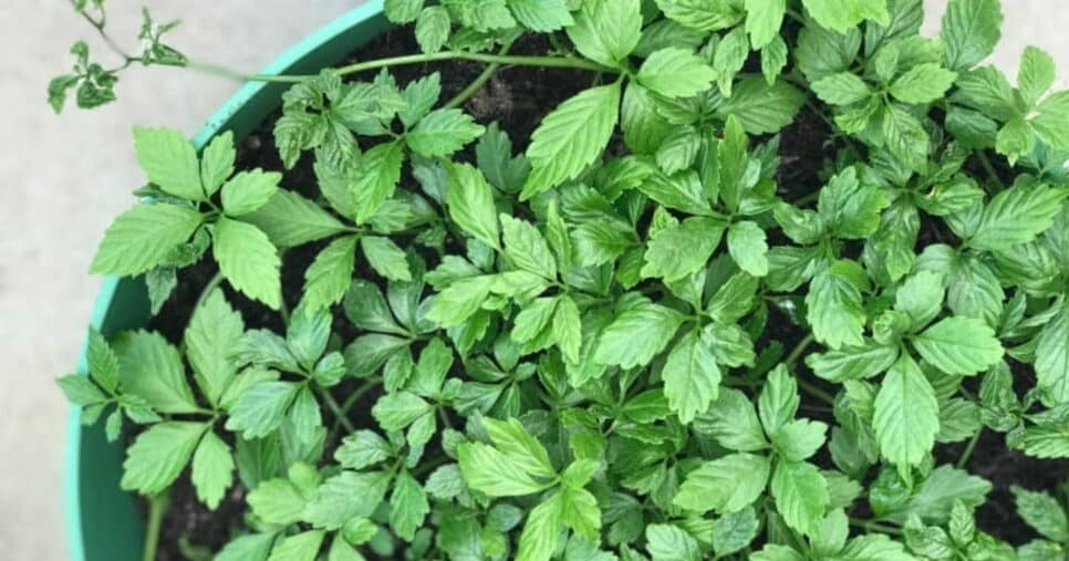 Planta ajuda na saúde metabólica e cardiovascular