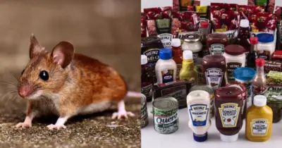 Suposto rato no molho: Heinz é condenada em meio a escândalo com consumidores