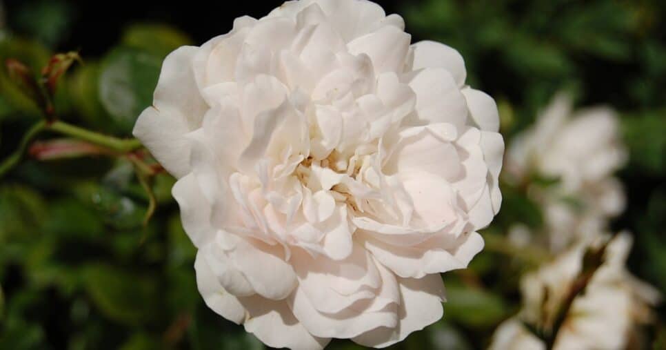 Rosa branca