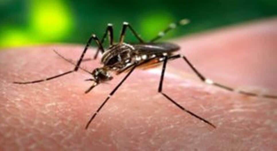 Chikungunya (Foto: Reprodução)
