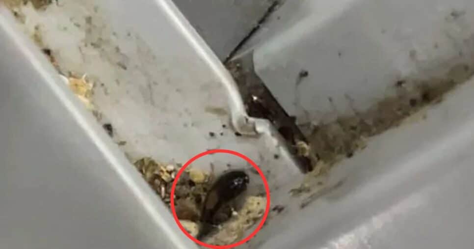 Sujeira entre baratas e nojeiras em geral (Foto Reprodução/Facebook)