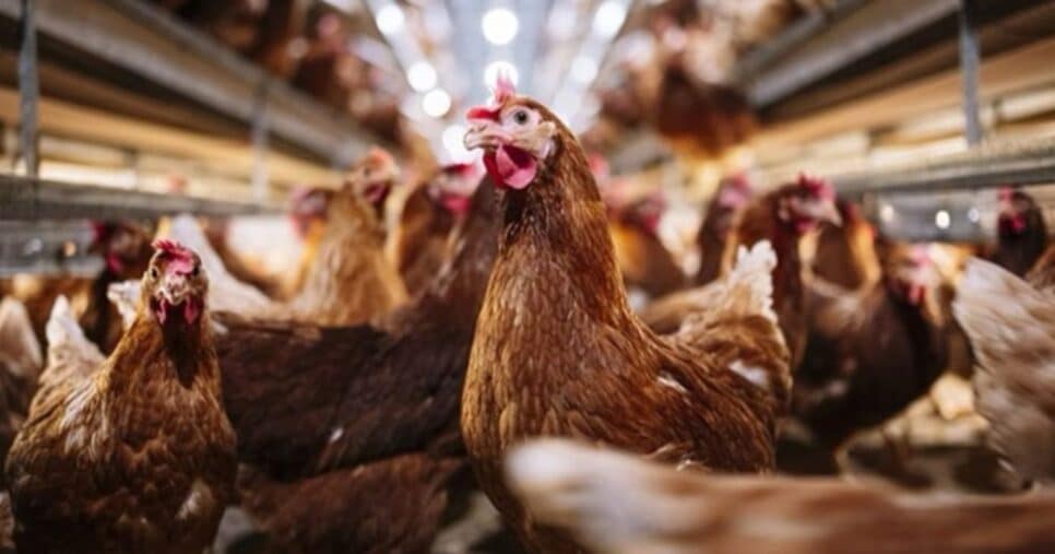 Apesar do alerta, os riscos no consumo em si são baixos