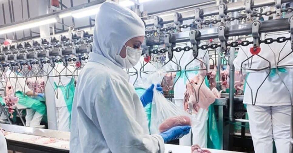 Nove países barraram a exportação de frango brasileiro após surto da gripe aviária (Foto Reprodução/Internet)