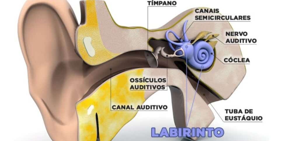 Labirinto faz parte da região do ouvido (Reprodução: Internet)