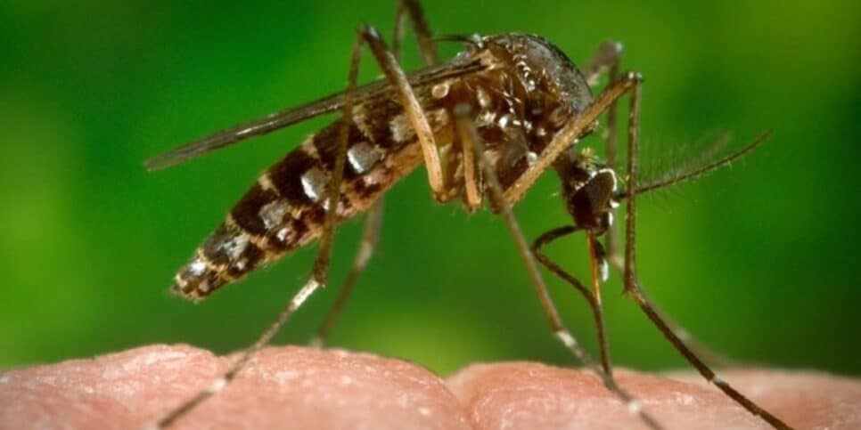 Zika Vírus afetou milhares de pessoas nos últimos meses (Reprodução: Internet)