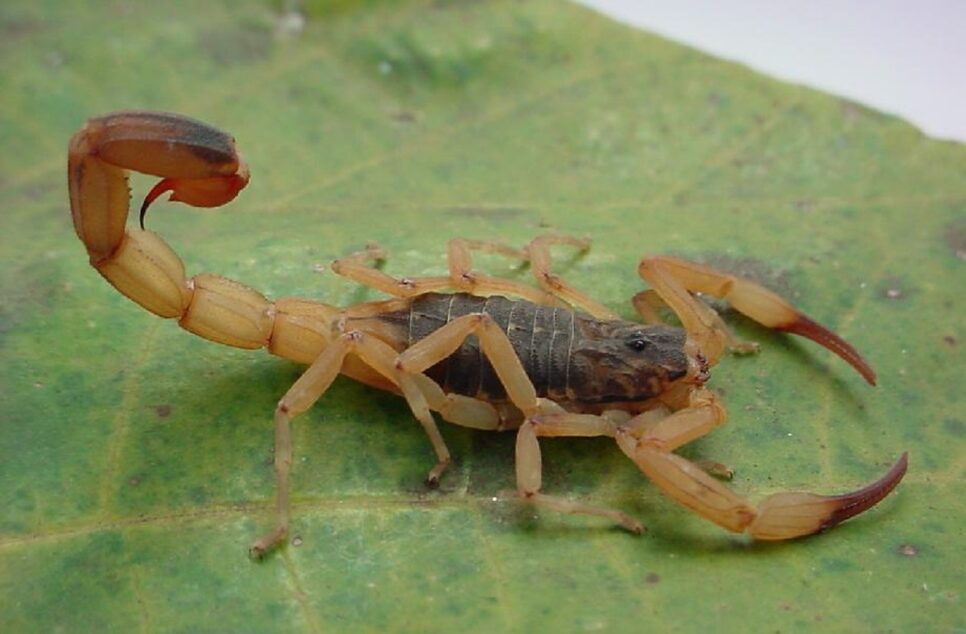 Barreira natural para afastar escorpiões e lacraias de casa (Foto: Reprodução/ Internet)