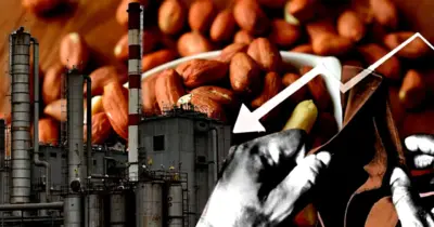 R$561M em dividas: Gigante do amendoim entra em colapso e luta contra falência em 2025