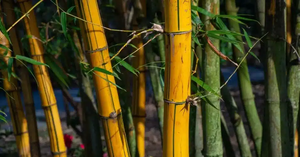 Folha de bambu (Foto Reprodução/Canva)