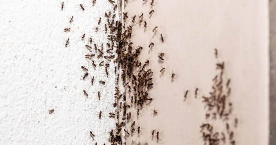Infestações precisam de métodos mais agressivos (Foto: Reprodução/ Internet)