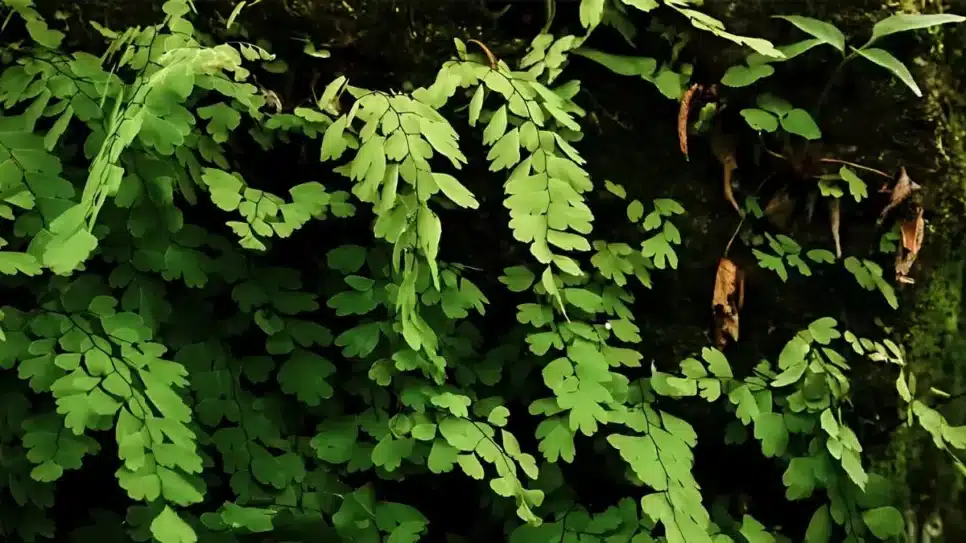 Moringa oleifera; planta é considerada um superalimento. Foto: Freepik