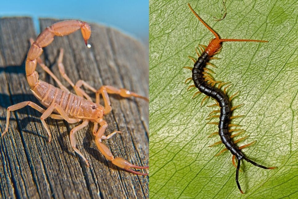 Escorpião e lacraia (Foto: Reprodução/ Internet)