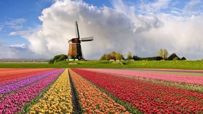 Campo de Flores em Holambra (Foto: Divulgação)