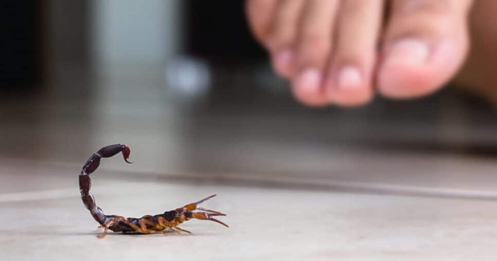 Escorpião viraram um grande terror (Foto: Reprodução/ Internet)