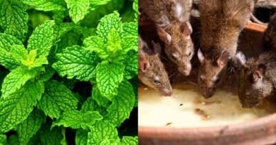 Veja como dar fim nas pestes que invadem às residências (Foto: Divulgação)