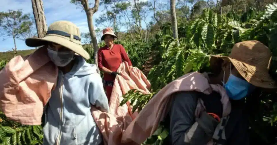 Produtores de café (Foto Reprodução/BBC)
