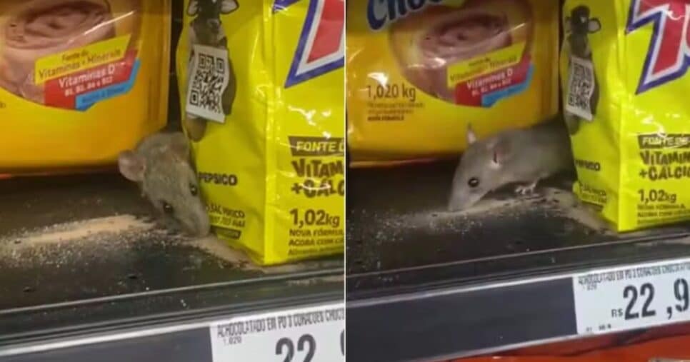 Cliente flagra rato comendo achocolatado em prateleira de supermercado de SP - Foto: g1